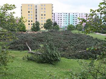 Čtyři stovky vzrostlých borovic padly v Brně k zemi nezákonným rozhodnutím stavebního úřadu